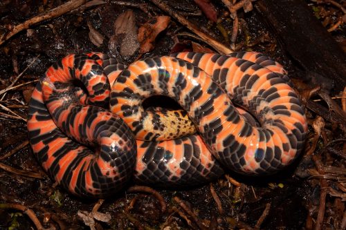 coiled snake showing its orange and black patterned belly