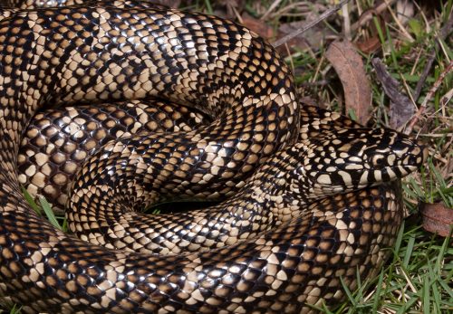 serpiente enrollada con escamas negras y amarillas