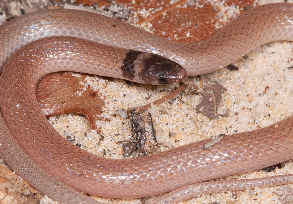 small pink snake with brown head