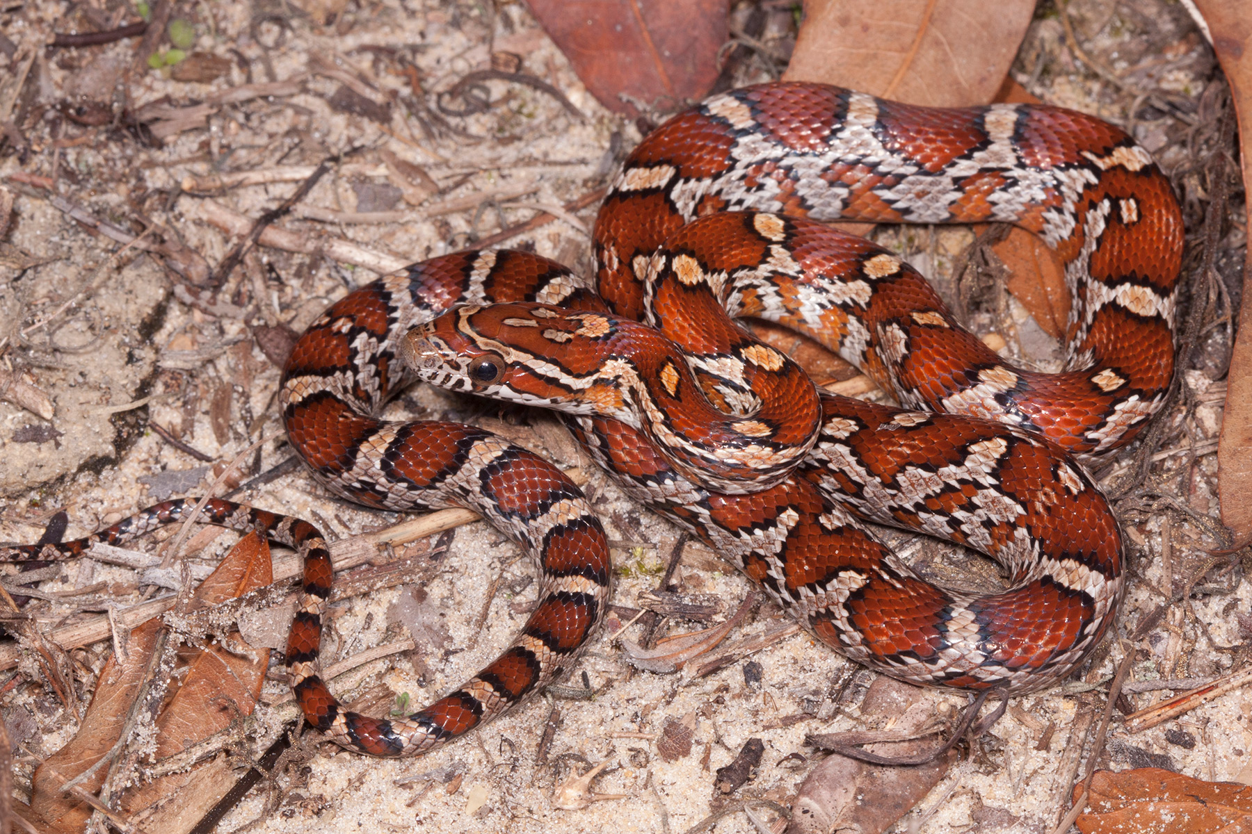 Red Cornsnake – Florida Snake Guide