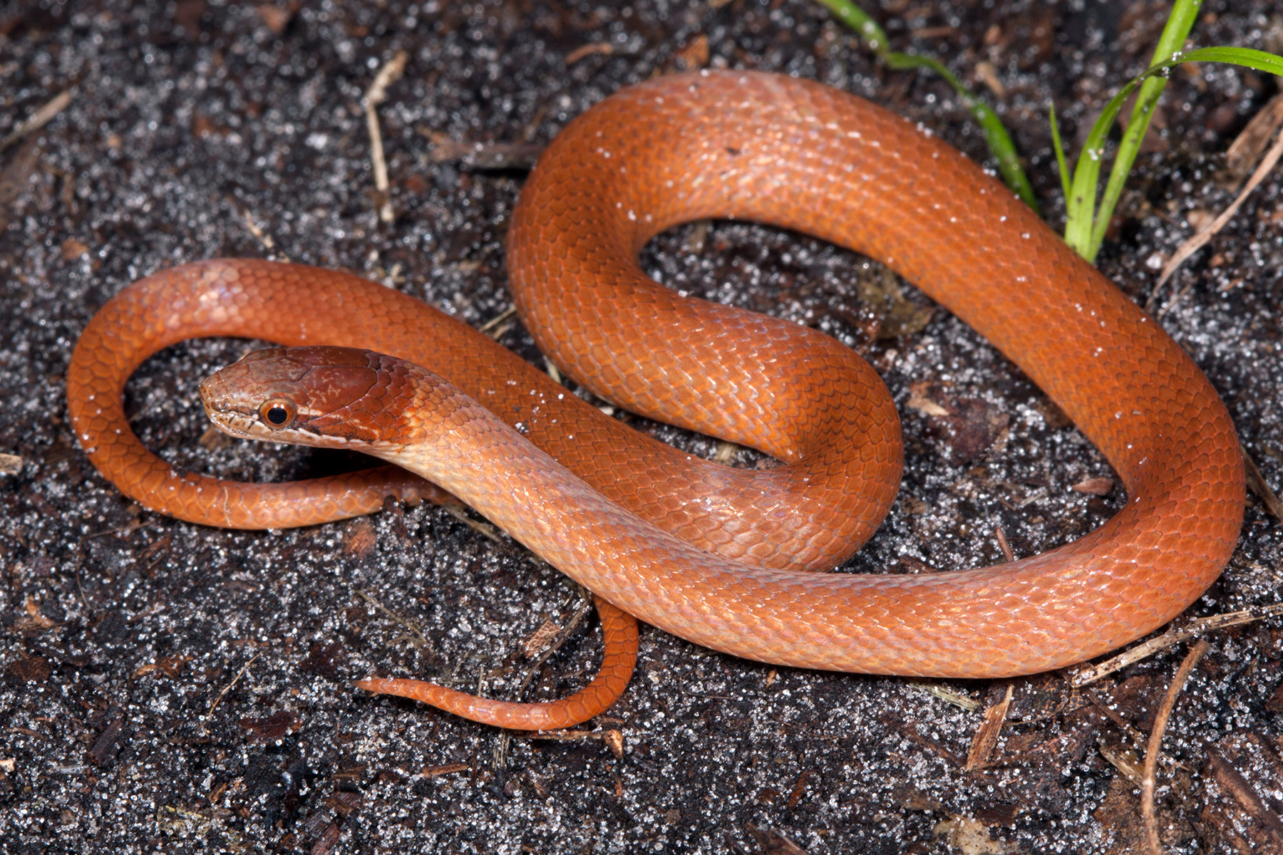 brown baby snake identification