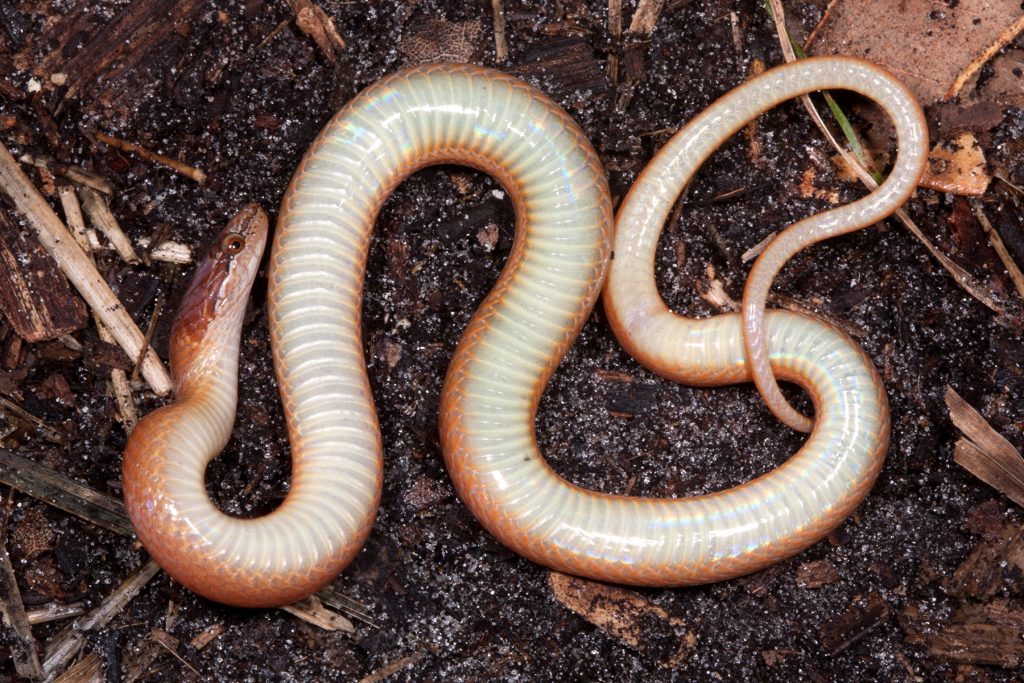 Snake on its back showing its cream-colored belly