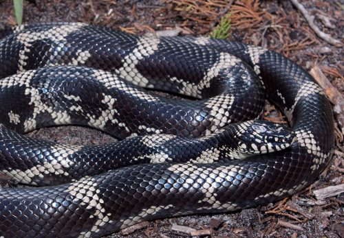 Eastern Kingsnake Florida Snake Id Guide