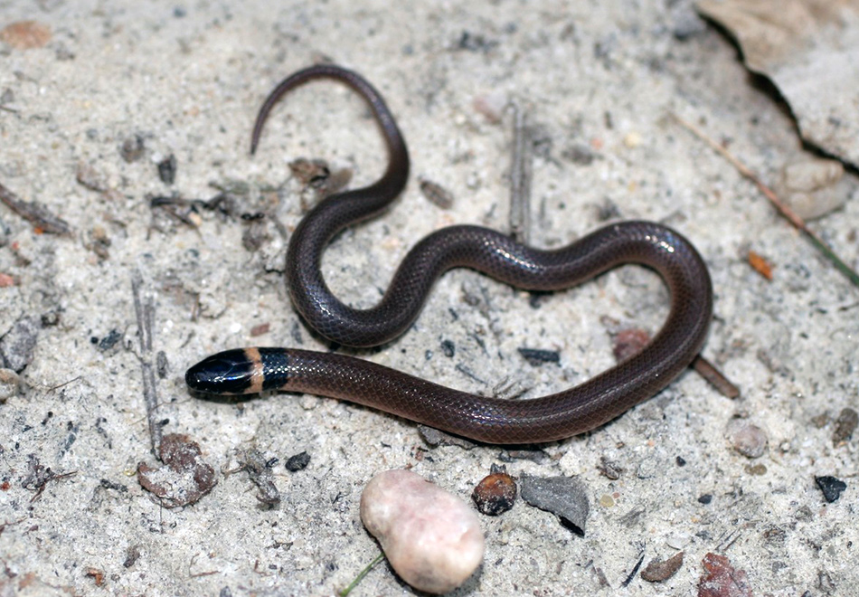 small brown snake with black head and yellow neck ring