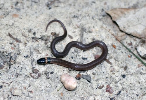 small brown snake with yellow ring around neck