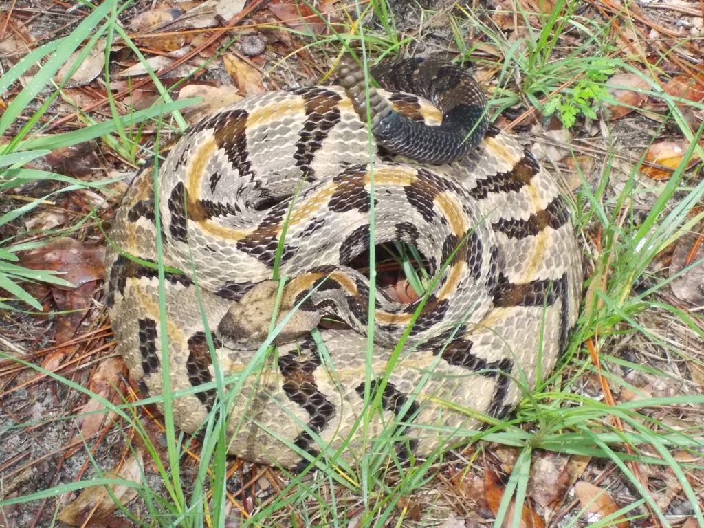 rattlesnake with light coloring and dark stripes