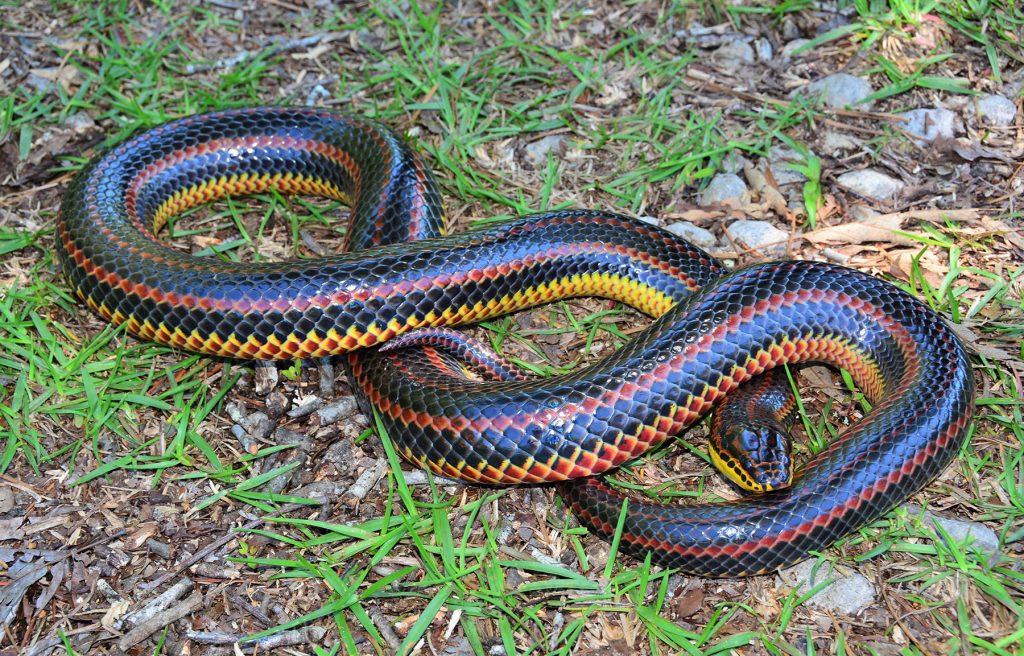 long fat snake with black red and yellow stripes