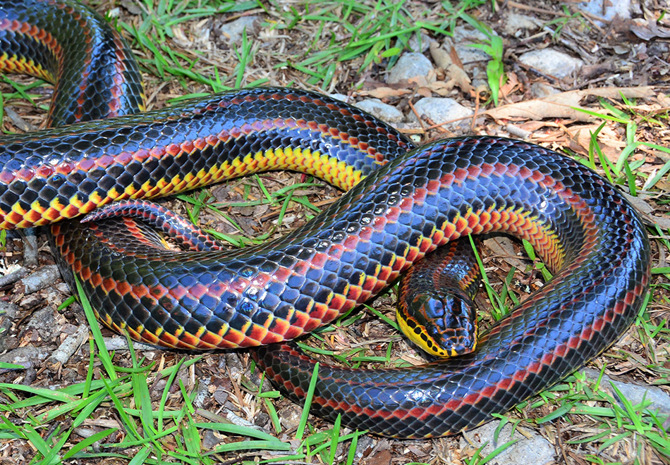 long fat snake with black red and yellow stripes