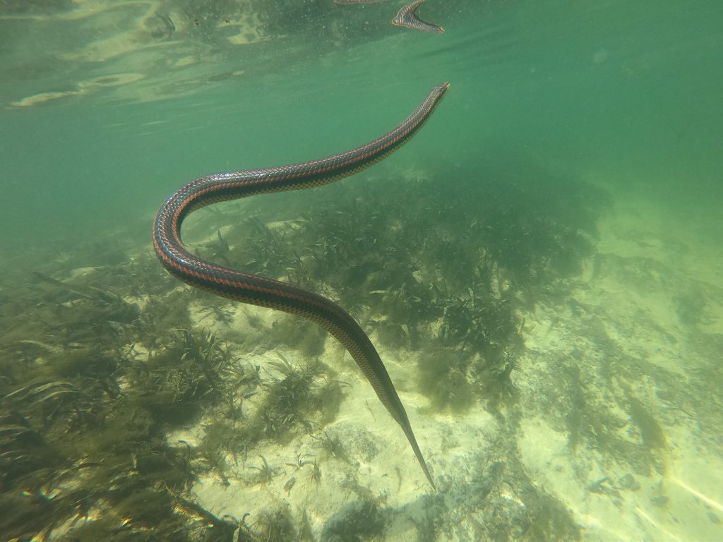snake swimming under water