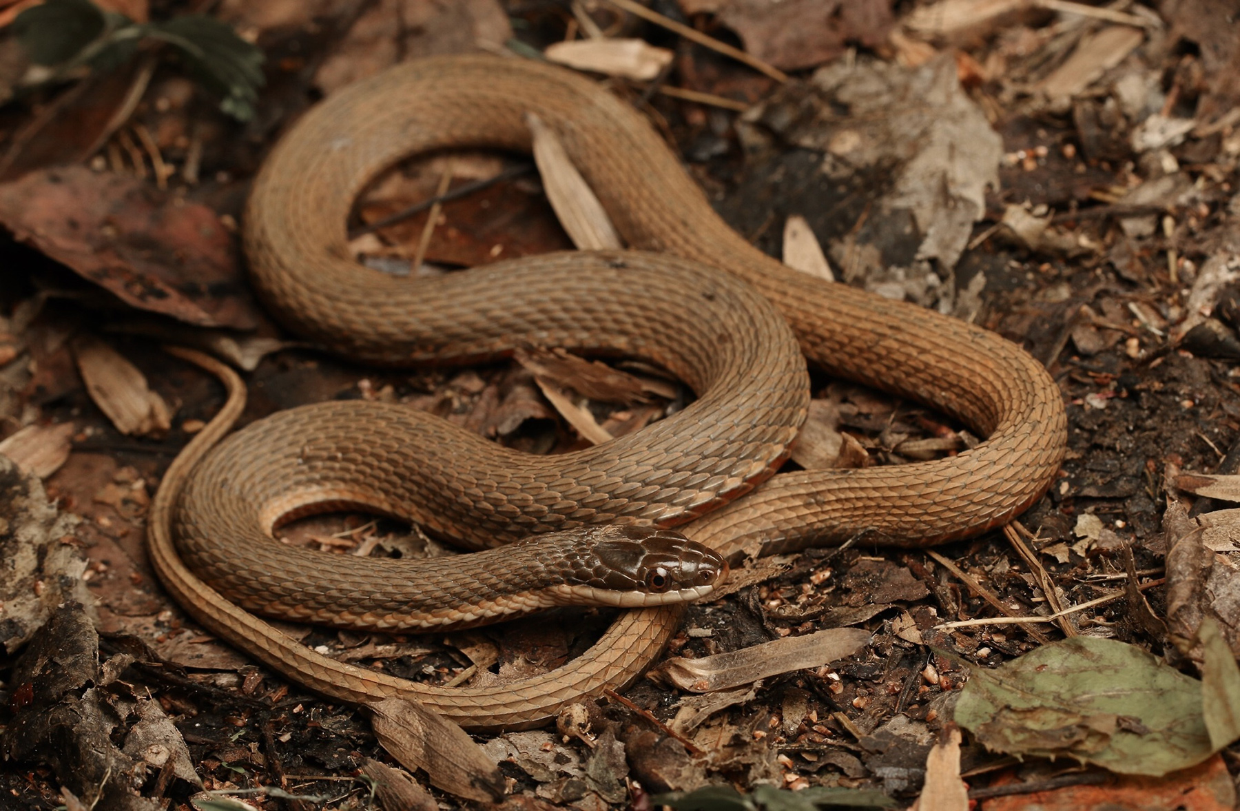 Queensnake Florida Snake ID Guide queensnake-florida-snake-id-guide