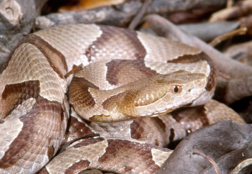 Eastern Copperhead Florida Snake Id Guide Eastern Copperhead Florida Snake Id Guide