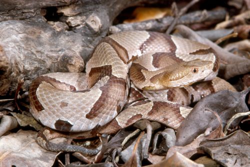 tan and brown patterned snake