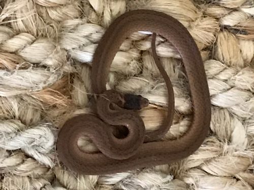 small brown snake on fiber