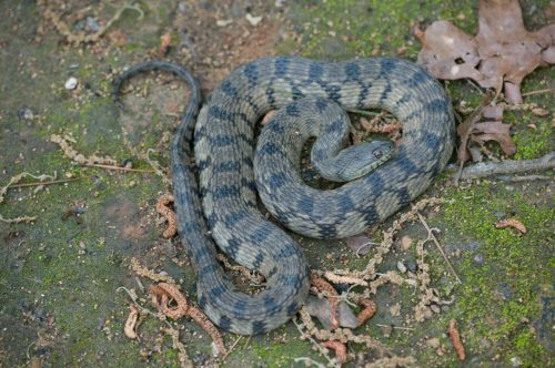 gray and green snake with diamond pattern