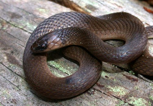 brown snake coiled on a log