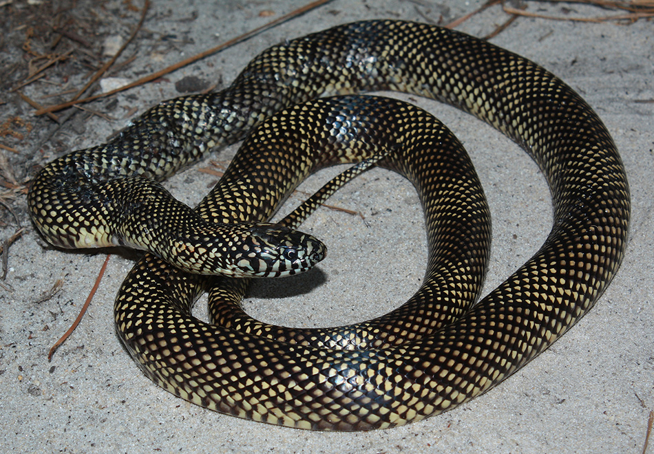 snake with small dark checked pattern