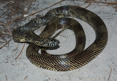 serpiente con un pequeño patrón a cuadros oscuro