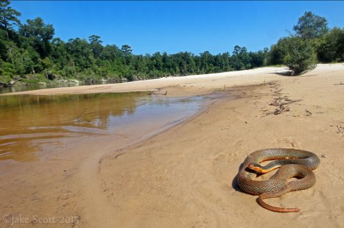 Serpiente marrón enroscada en la orilla arenosa del río