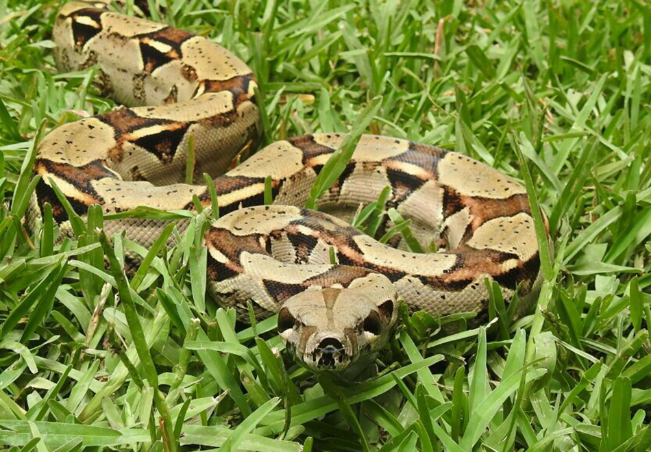 Boa constrictor crawling through green grass