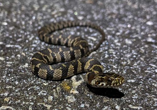 small patterned snake on pavement