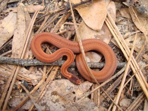 small orange snake with brown stripes