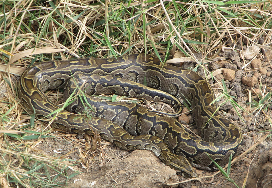large snake with pattern