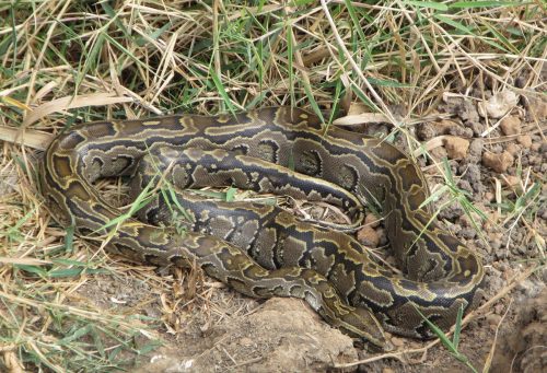 large coiled snake with pattern that blends in with grass