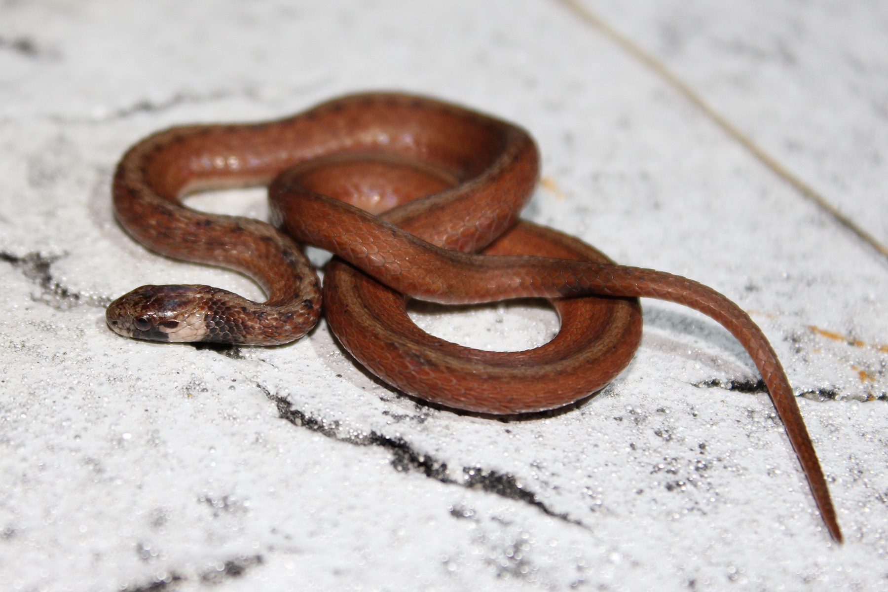 brown baby snake identification