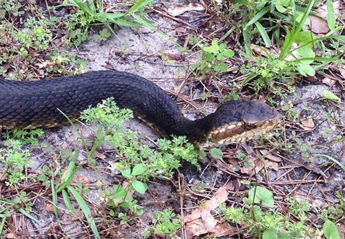 Serpiente oscura con cabeza rayada de color canela