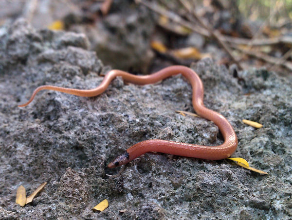 thin snake with reddish body and darker brown head