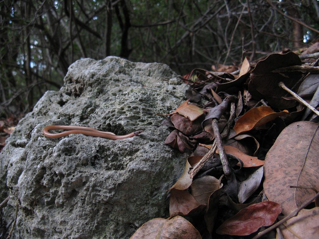 thin snake with reddish body and darker brown head sitting on a rock