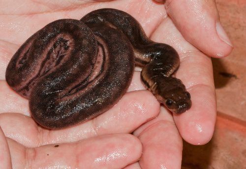 small brown snake coiled in a person's palms