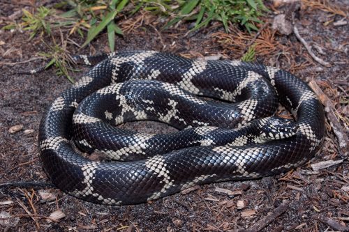 große schwarze Schlange mit braunen Ringen