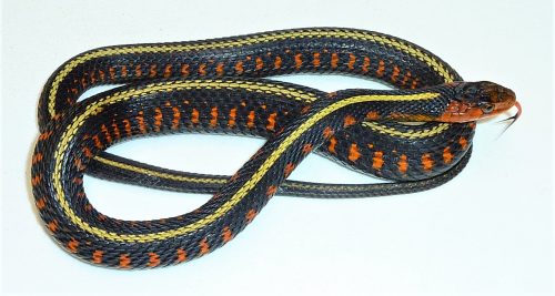 black snake with yellow stripe along the back with orange spots