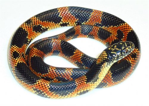 orange snake with black blotches