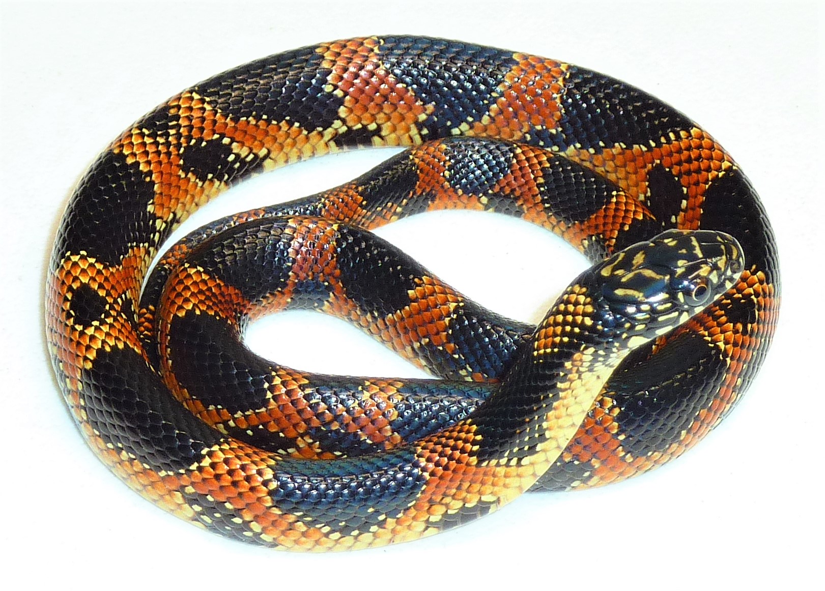 7 Pet Snakes That Stay Small - AZ Animals