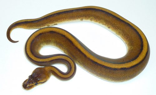 thick tan snake with yellow and black stripes down the back