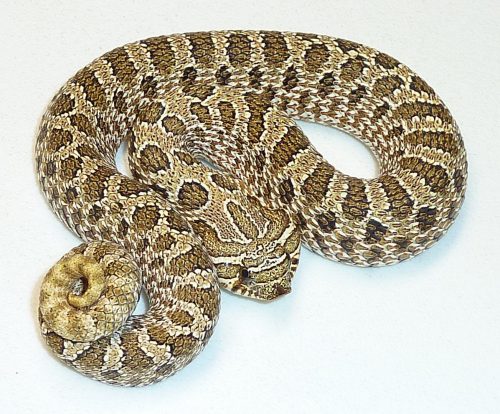 Thick snake with tan and brown coloring and hognose