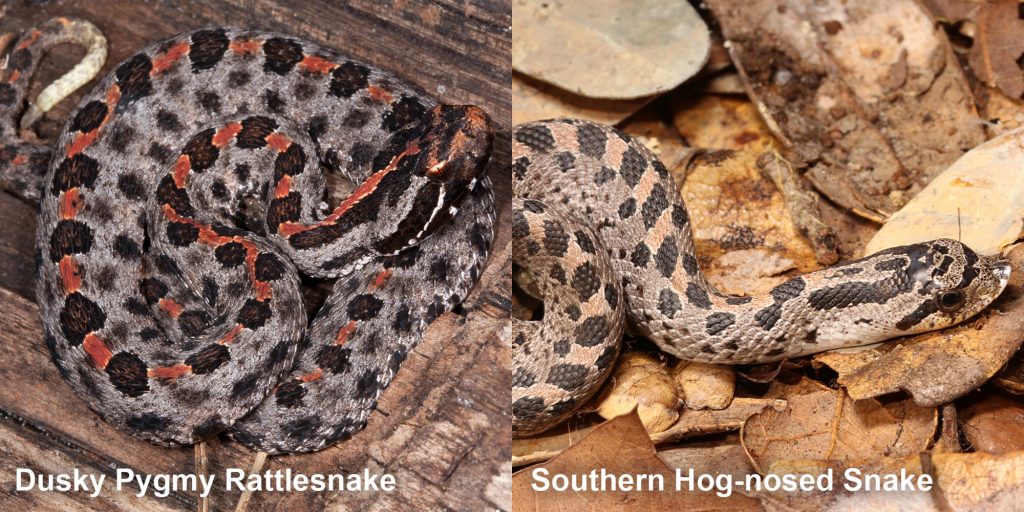 Side by side comparison of Dusky Pygmy rattlesnake and Southern hog-nosed snake