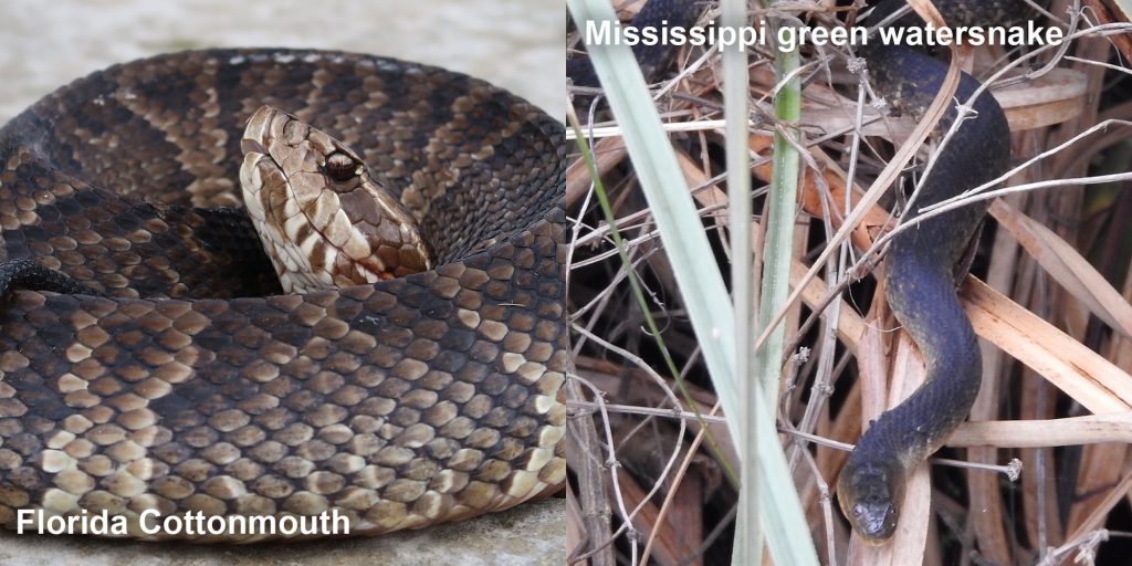 Side by side comparison of Florida Cottonmouth and Mississippi green watersnake