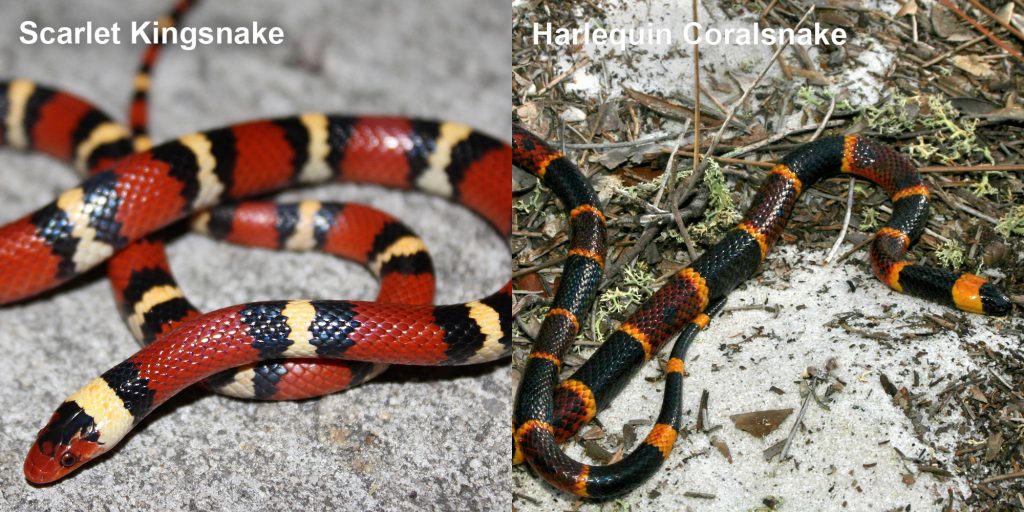 side by side comparison for the Harlequin Coralsnake and the Scarlet Kingsnake