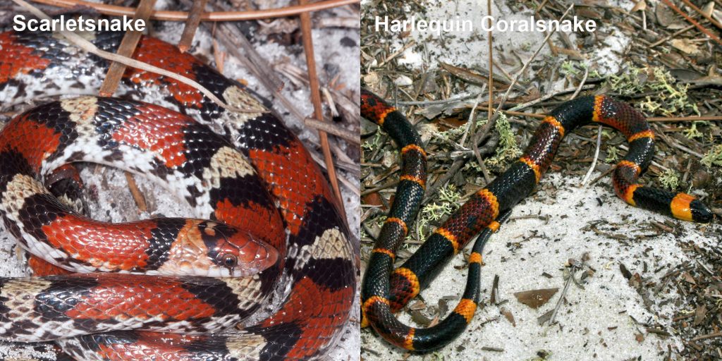 side by side comparison for the Harlequin Coralsnake and the Scarletsnake