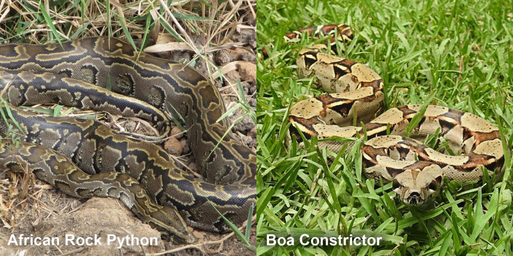 two images side by side - Image 1: African Rock Pythons - large snake with pattern Image 2: Constrictor - Boa constrictor crawling through green grass.