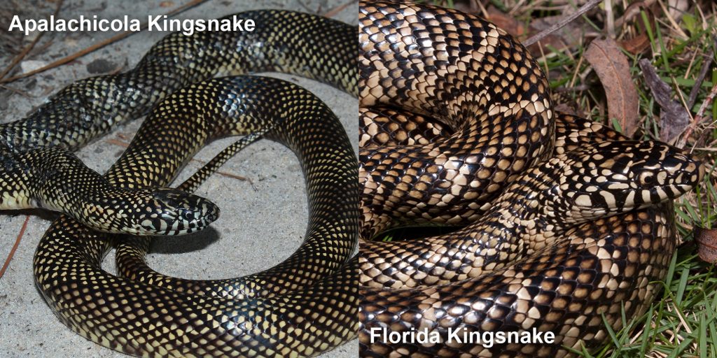 two images side by side - Image 1: Apalachicola Kingsnake - snake with small dark checked pattern Image 2: Florida Kingsnake - Coiled snake with black and tan scales.