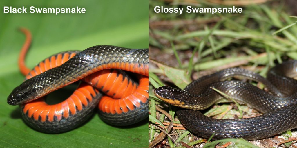 two images side by side - Image 1: Black Swampsnake small black snake with an orange belly. Image 2: Glossy Swampsnake small black snake with yellow belly.