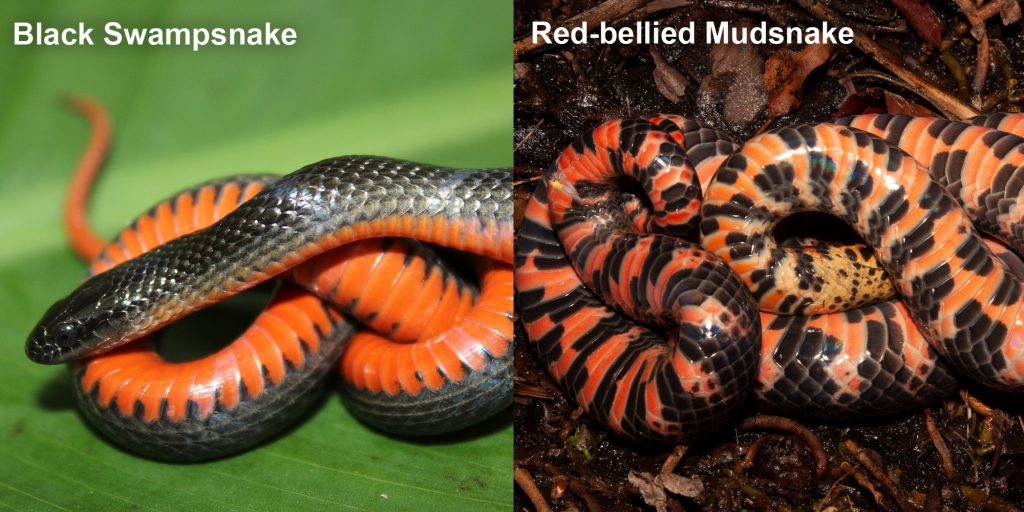 Two images side by side - Image 1: Black Swampsnake small black snake with an orange belly. Image 2: Red-bellied Snake - small orange snake with brown stripes.