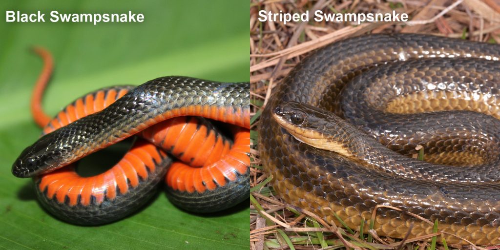 two images side by side - Image 1: Black Swampsnake small black snake with an orange belly. Image 2: Striped Swampsnake. coiled snake with brown stripes