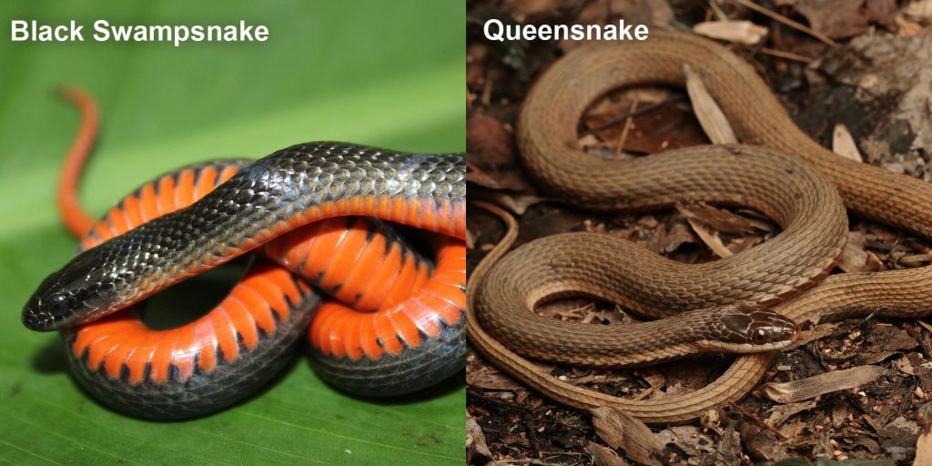 two images side by side - Image 1: small black snake with an orange belly. Image 2: brown snake on brown leaves