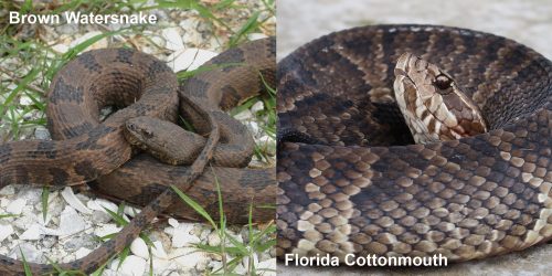 Side by side comparison of Brown watersnake and Florida Cottonmouth