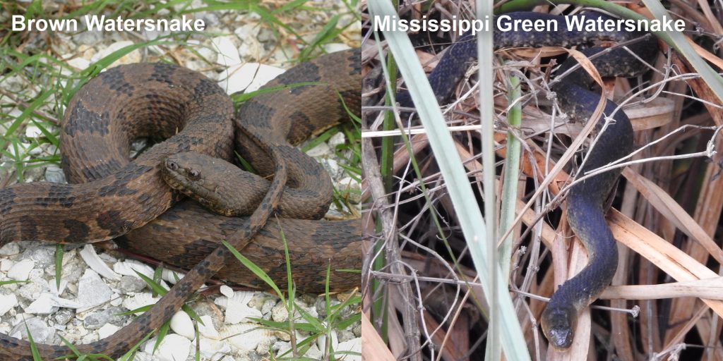 two images side by side - Image 1: brown watersnake - coiled brown snake with dark brown markings Image 2: Mississippi Green Watersnake - snake crawling in marsh grass